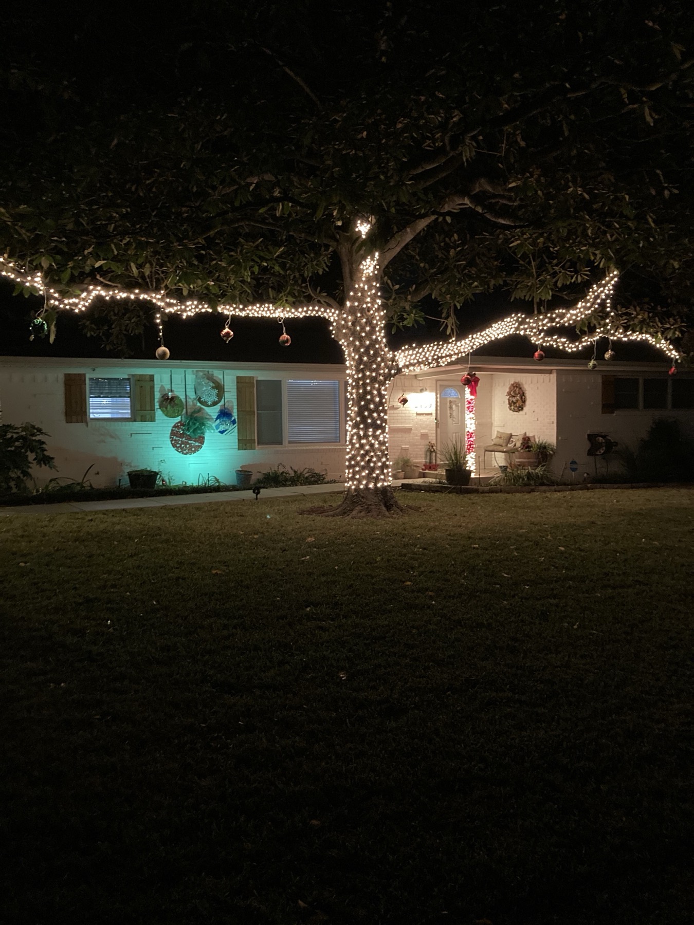 Large oak wrapped trunk to branch in warm white Christmas lights in front of a house